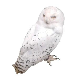 White Owl