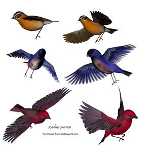 Half a Dozen Birds