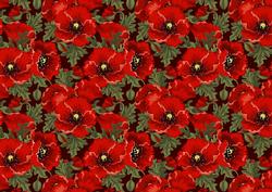 Large Poppy Background