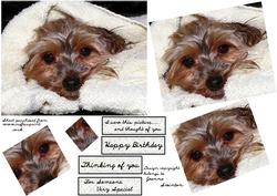 Darling Little Yorkie