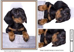 Soapy Dachshund Puppy