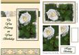 White Roses, to You Nanny (cream) - A5
