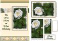 White Roses, to You Mam (cream) - A5