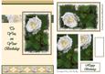 White Rose, to You on Your Birthday - A5