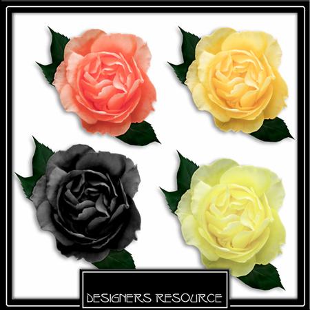 4 Mixed Roses