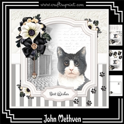 Black and White Cat Mini Kit