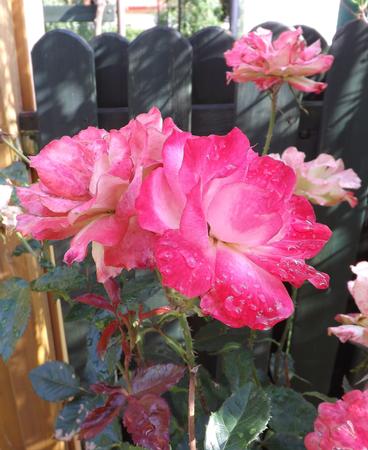 Garden Morning Roses