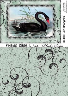 Vintage Birds 1, Black Swan