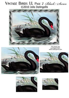 Vintage Birds 1.1, Black Swan