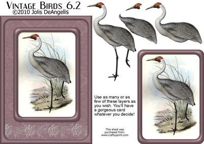 Vintage Birds 6.2, Australian Brolga