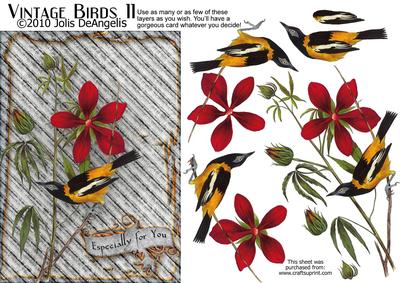 Vintage Birds 11, Troupial