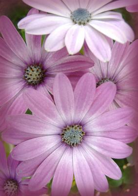 Daisies Vellum or Background