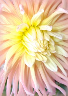 Pink & Yellow Mum Vellum