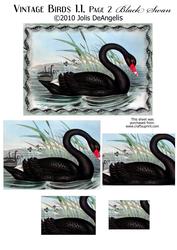 Vintage Birds 1.1, Black Swan