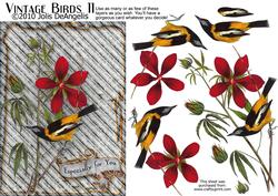 Vintage Birds 11, Troupial