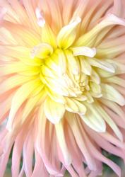 Pink & Yellow Mum Vellum