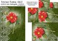 Vintage Floral 66.1