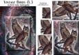 Vintage Birds 8.3, Great Horned Owl