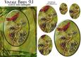 Vintage Birds 9.1, Summer Tanager