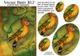 Vintage Birds 10.2