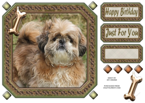 JJ SHIH TZU 8X8 1