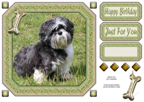 JJ SHIH TZU 8X8 2