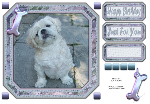 JJ SHIH TZU 8X8 3