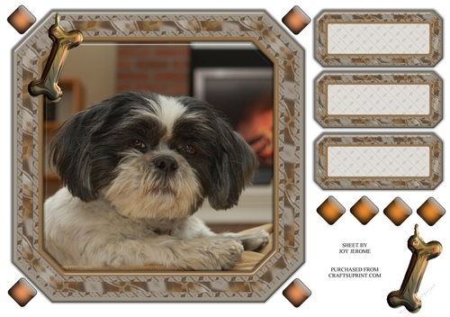 JJ SHIH TZU 8X8 4