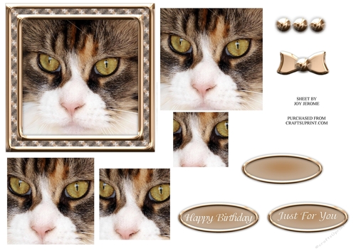 JJ CAT FULL FACE 5X5 1