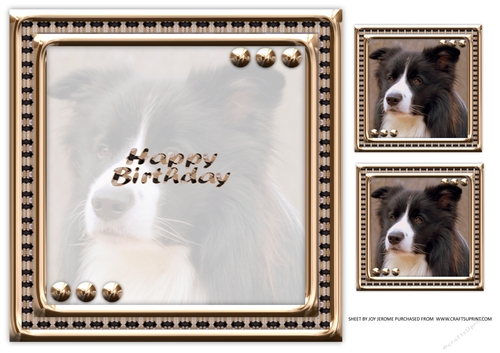 JJ LOVE MY DOG BORDER COLLIE 8X8 INSERT HAPPY BIRTHDAY