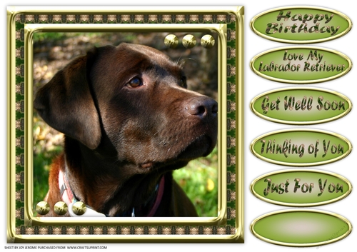 JJ LOVE MY DOG LABRADOR RETRIEVER 8X8 CHOCOLATE