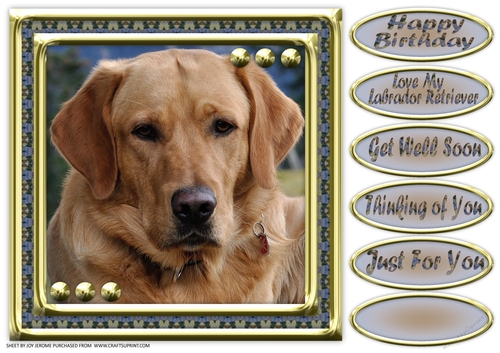 JJ LOVE MY DOG LABRADOR RETRIEVER 8X8 YELLOW