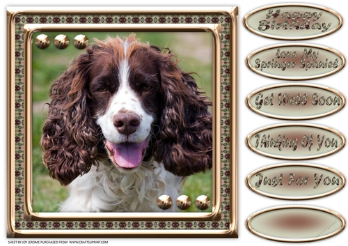  JJ LOVE MY DOG SPRINGER SPANIEL 8X8