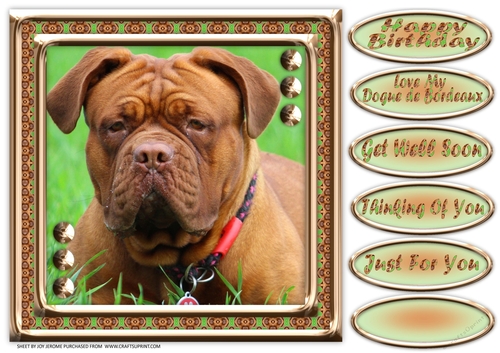  JJ LOVE MY DOG DOGUE DE BORDEAUX FRENCH MASTIFF