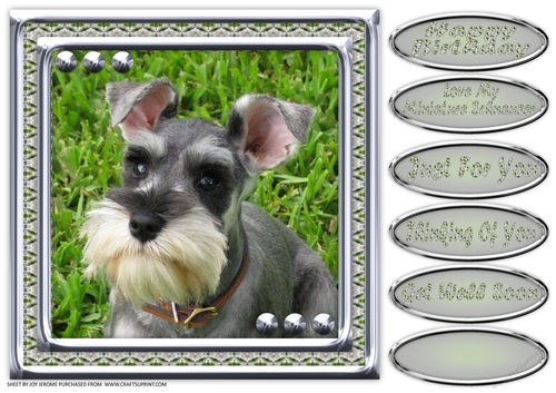 JJ LOVE MY DOG MINIATURE SCHNAUZER 8X8