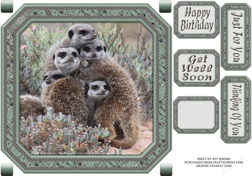 JJ GROUP HUG MEERKATS 8X8