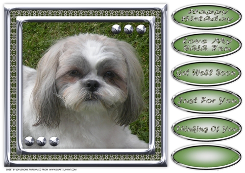 JJ LOVE MY DOG SHIH TZU 8X8