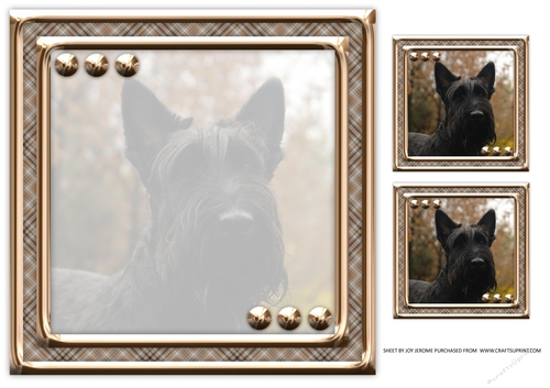  JJ LOVE MY DOG SCOTTISH TERRIER 8X8 INSERT BLANK