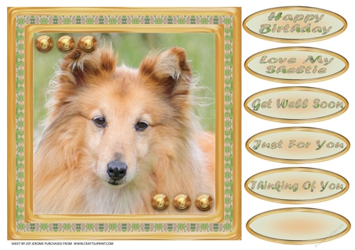 JJ LOVE MY SHETLAND SHEEPDOG OR SHELTIE 8X8