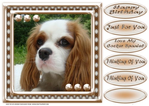 JJ LOVE MY DOG COCKER SPANIEL 2 8X8