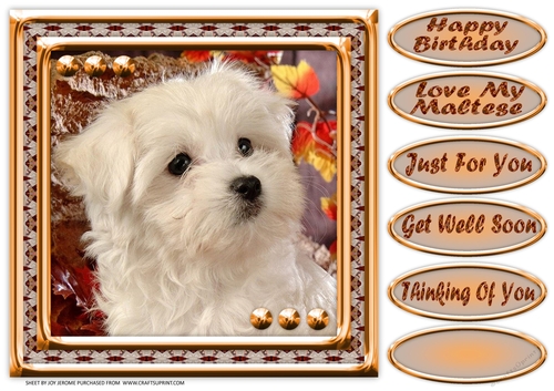 JJ LOVE MY DOG MALTESE 8X8