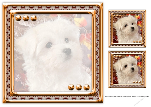 JJ LOVE MY DOG MALTESE 8X8 INSERT BLANK