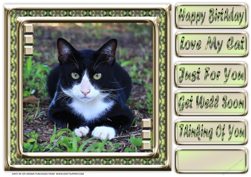JJ LOVE MY CAT 3 8X8
