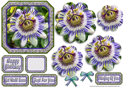  JJ PASSION FLOWER 5X5 PYRAMAGE 2
