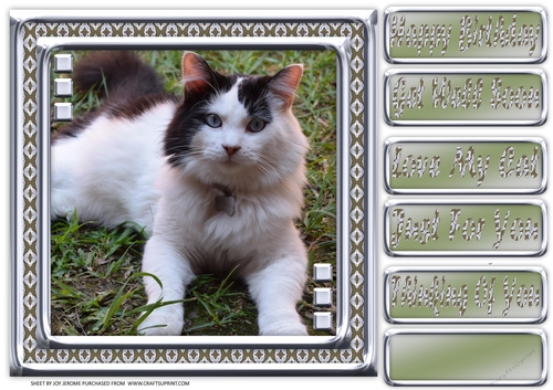 JJ LOVE MY CAT 20 8X8
