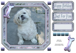 JJ SHIH TZU 8X8 3