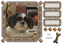 JJ SHIH TZU 8X8 4