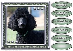 JJ LOVE MY DOG POODLE 2 8X8