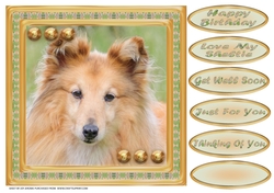 JJ LOVE MY SHETLAND SHEEPDOG OR SHELTIE 8X8