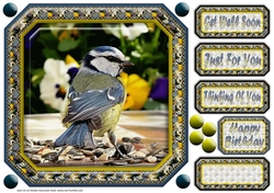 JJ BLUE TIT 8X8